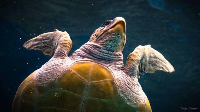 Crete: Heraklion Center, Local Market and Creta Aquarium - The Bottom Line: Who Should Book This Tour?