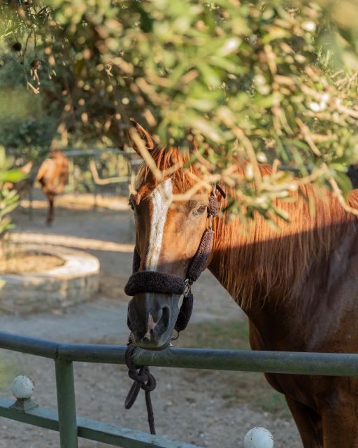Crete Horse Riding: Cretan Countryside Ride - What to Expect from the Cretan Countryside Ride