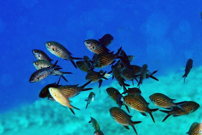 Crete Introductory Scuba Diving Experience - A Detailed Look at the Crete Introductory Scuba Experience