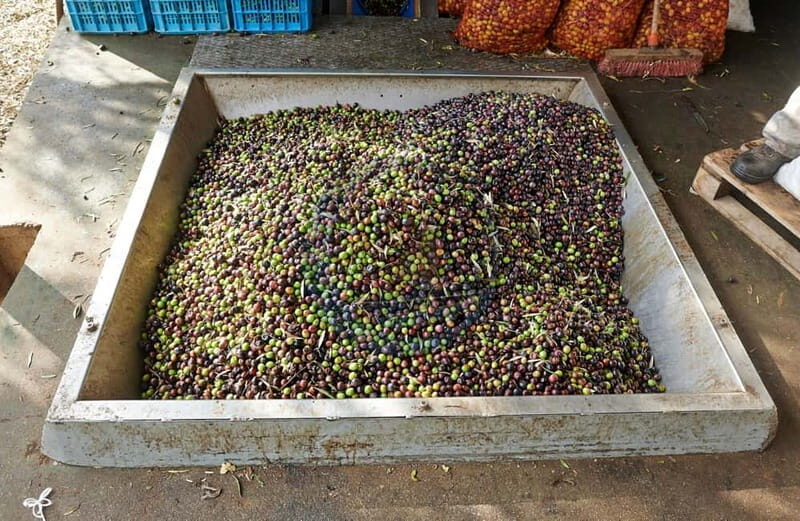 Crete: Knossos Palace, Lasithi, Olive Oil Factory Tour - A Deep Dive into the Tour Experience