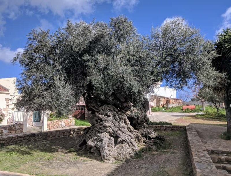 Crete: Local Wine Tasting & Visit to the Ancient Olive Tree - FAQs