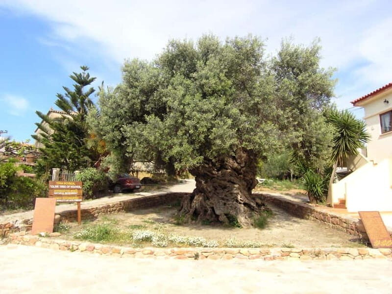 Crete: Local Wine Tasting & Visit to the Ancient Olive Tree - Final Thoughts