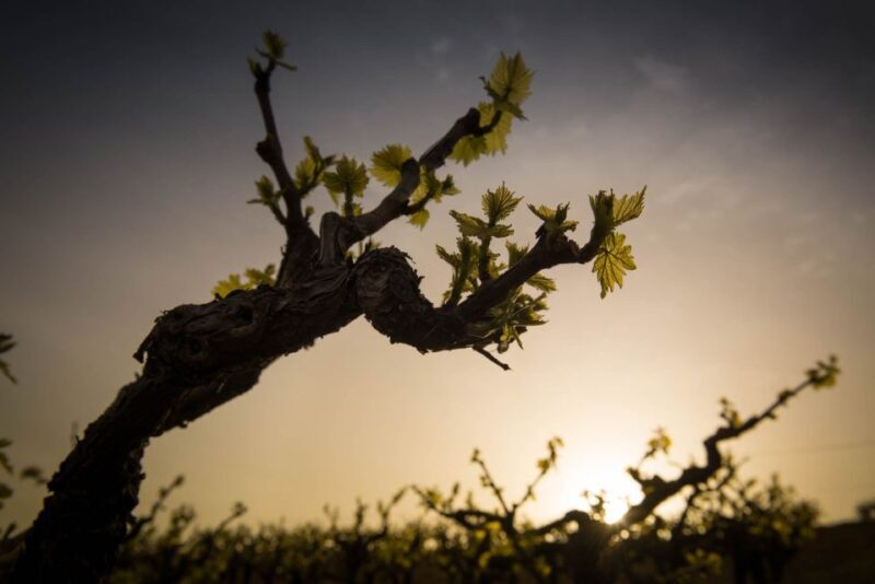 Crete: Olive, Wine, & Raki on a Flavorful Culinary Journey - A Complete Breakdown of the Experience