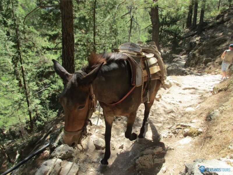 Crete: Private Guided Trek to Samaria Gorge with Transfer - What to Expect from This Crete Samaria Gorge Tour