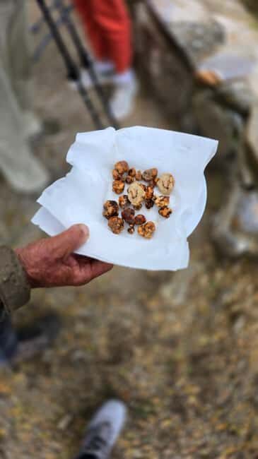 Crete: Rouvas Forest Truffle Hunt and Beekeeping Experience - Key Points