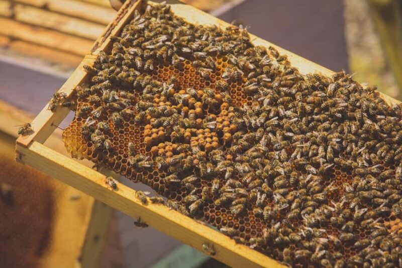 Crete: Rouvas Forest Truffle Hunt and Beekeeping Experience - Discover the Hidden Treasures of Crete’s Rouvas Forest