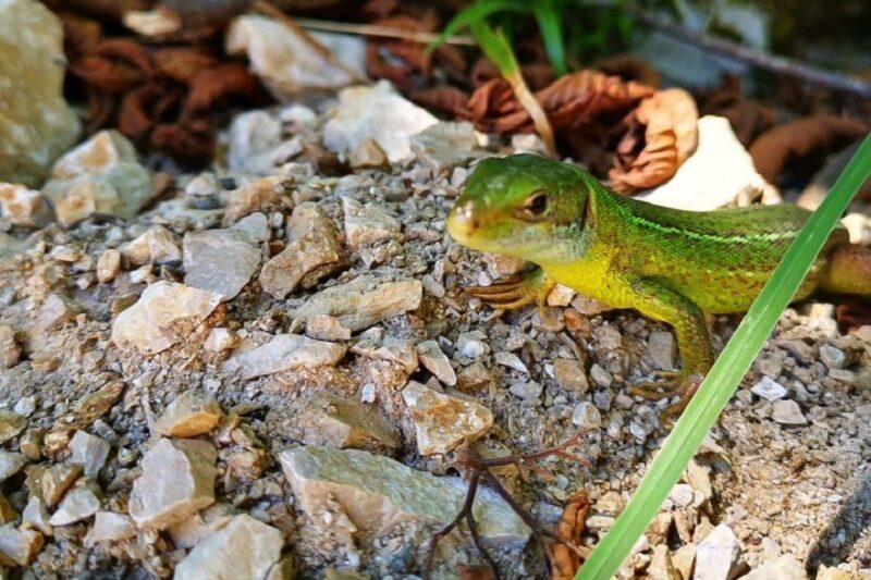 Croatia: Plitvice Lakes Private Tour with Hotel Pickup - Authentic Insights from Reviewers