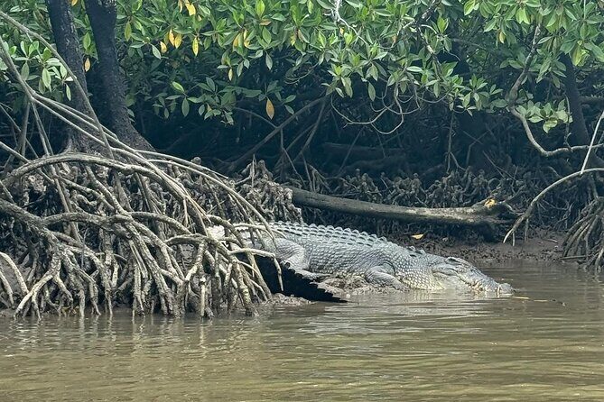 Croc Spotting Jetski Experience in Cairns City - Key Points
