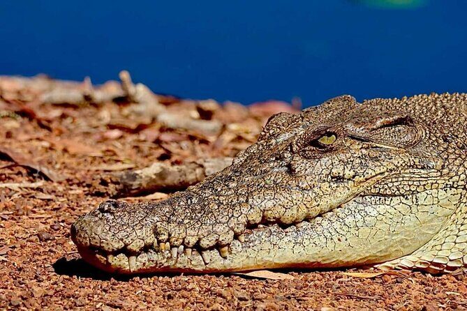 Crocodile Jumping Boat Cruise with Transfer from Darwin - The Sum Up: Who Is This Tour Best For?