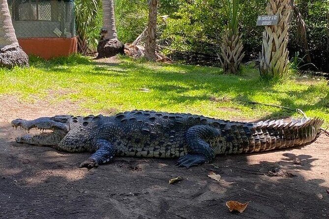 Crocodiles and Turtles Ecological Tour - An Introduction to the Ecological Tour Experience