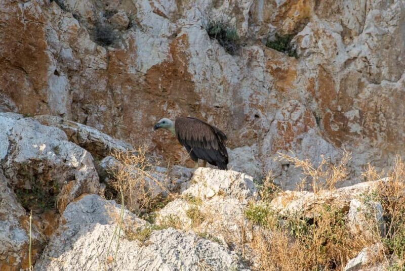 Cruise at Golden Beach and Blue cave, explore island Plavnik - Key Points