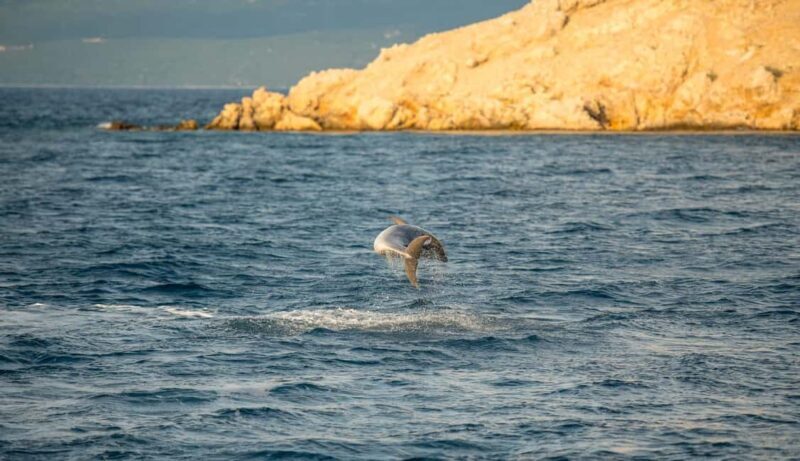 Cruise at Golden Beach and Blue cave, explore island Plavnik - Authentic Experiences Highlighted by Reviews