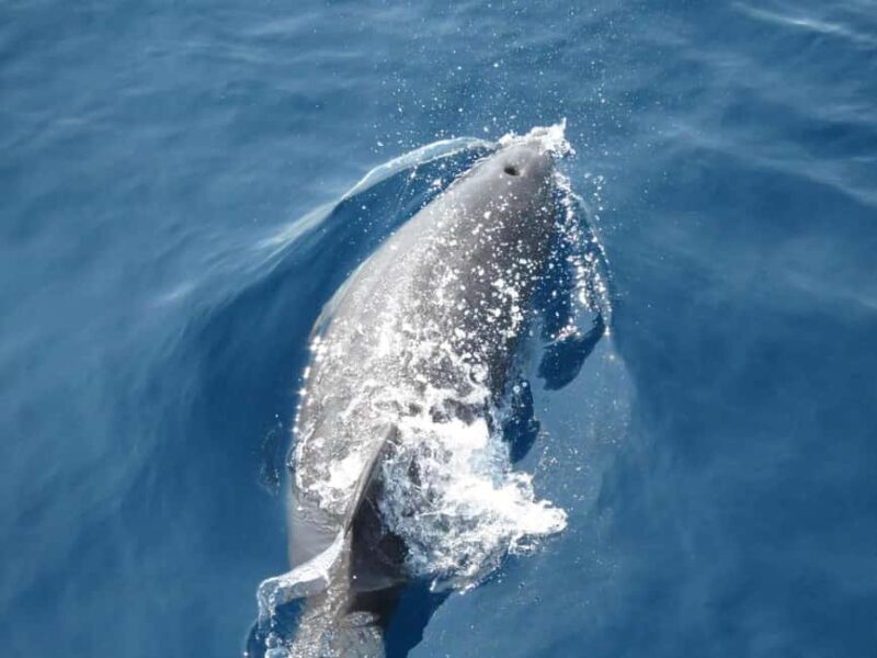 Cruise at Golden Beach and Blue cave, explore island Plavnik - The Sum Up