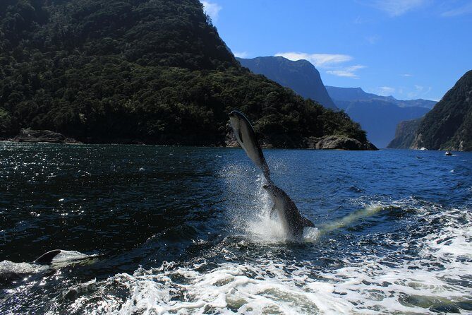 Cruise Milford NZ Small Boutique Cruise Experience - The Value of the Experience