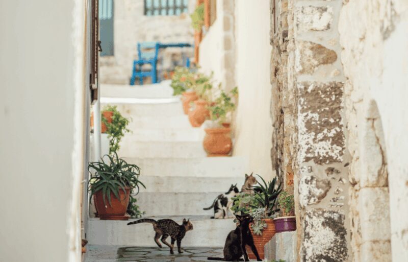 Cruise to Nisyros: Volcano, Nikia Village & Mandraki Trip - Who is This Tour Best For?