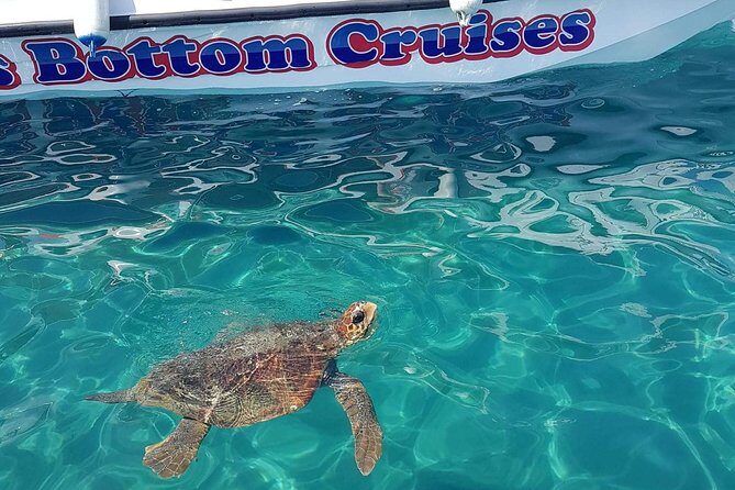 Cruise to turtle's island and caves with a glass bottom boat - Experience the Best of Zakynthos with a Turtle and Cave Cruise
