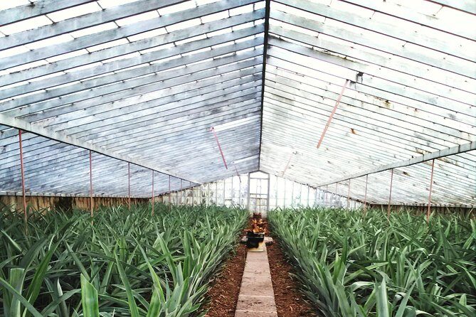 Cruise Travellers: Sete Cidades Volcano, The Blue & Green Lake - FAQ