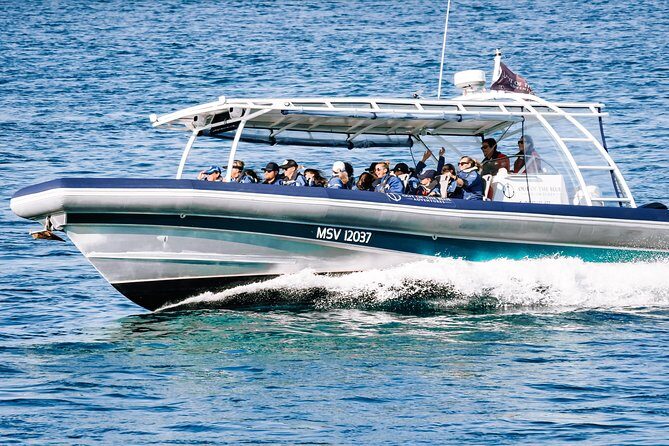 Cruise with Dolphins in Byron Bay - An In-Depth Look at the Dolphin Cruise Experience