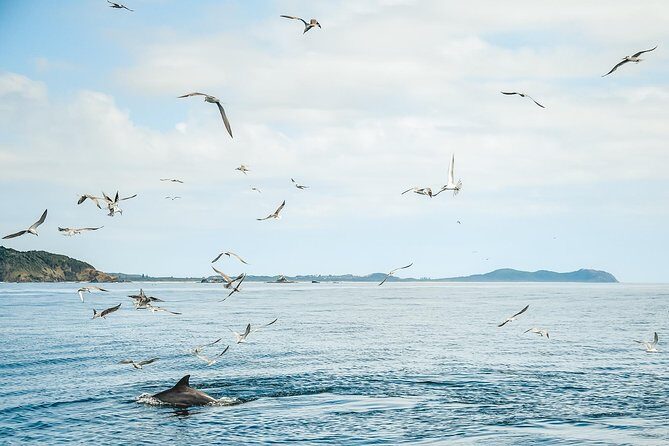 Cruise with Dolphins in Byron Bay - Practical Tips for Your Dolphin Cruise