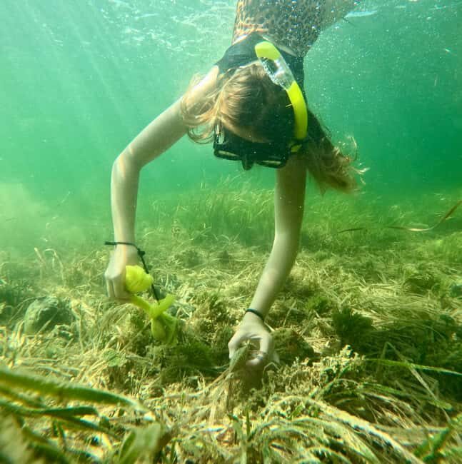 Crystal River: All Inclusive Premier Scalloping Tour - Key Points