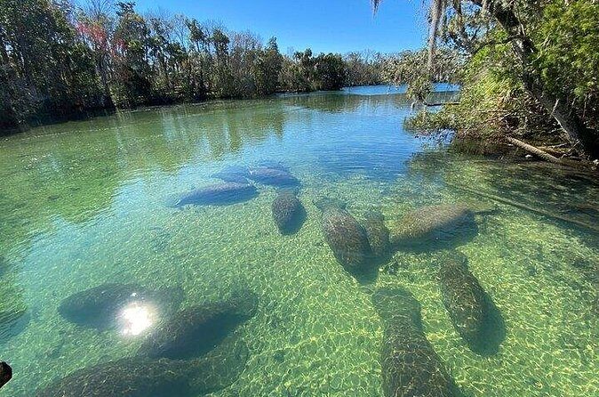 Crystal River Boat and Nature Tour - The Sum Up: Who’s It For?