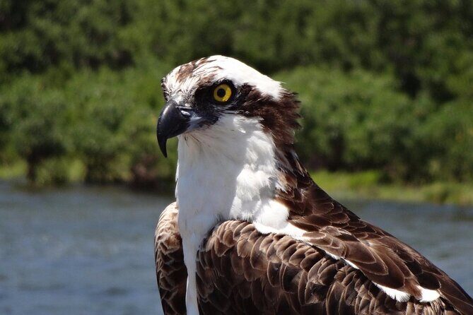 Crystal River Boat Tour - An In-Depth Look at the Experience