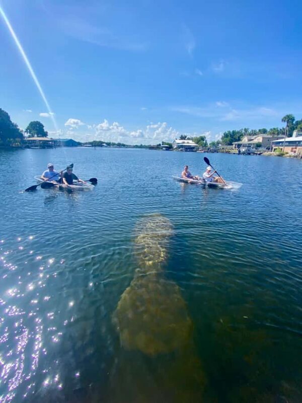 Crystal River: Clear Kayak Manatee & Springs Tour - What to Expect During Your Clear Kayak Tour