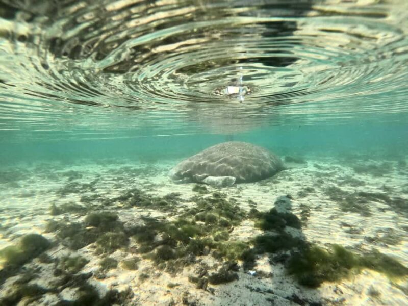 Crystal River: Clear Kayak Manatee & Springs Tour - Final Thoughts
