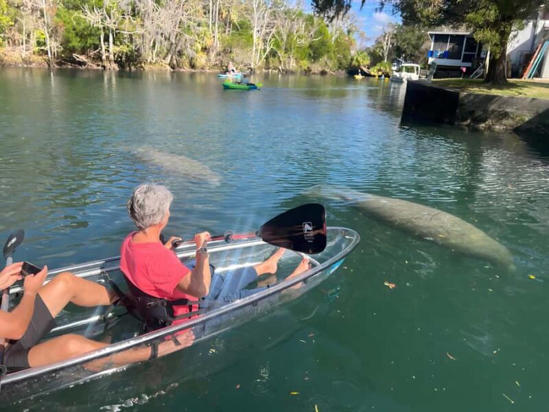 Crystal River: Clear Kayak Manatee Tour w/Free Photo Package - Why the Reviews Highlight Value and Expertise