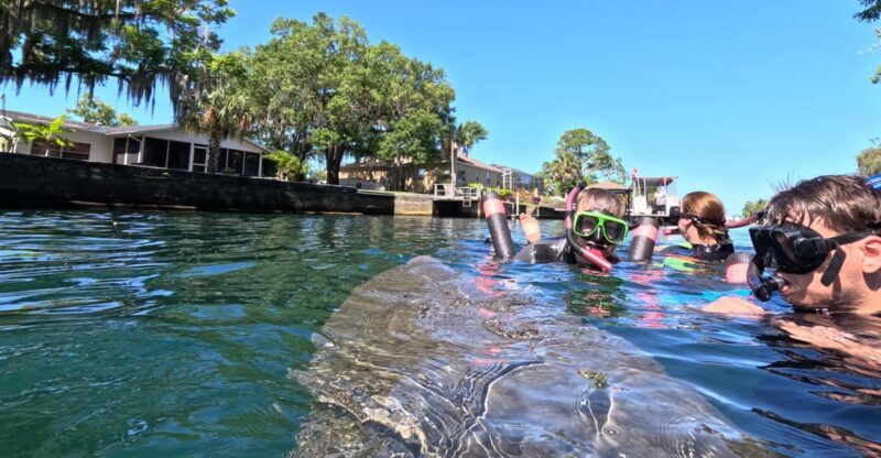 Crystal River: Guided Manatee Snorkeling Tour - What to Expect: A Step-by-Step Breakdown of the Tour