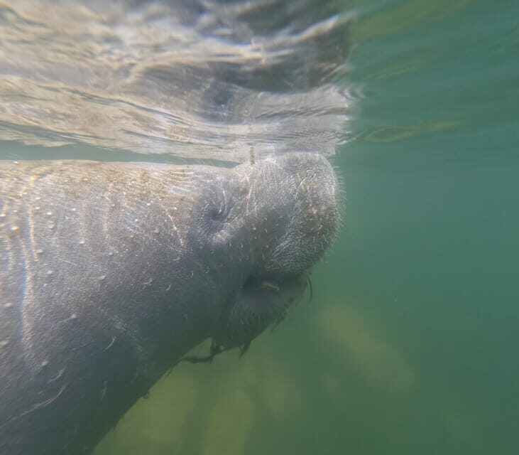 Crystal River: Guided Manatee Snorkeling Tour - The Practical Details and Why They Matter