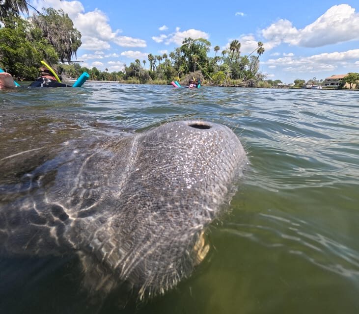 Crystal River: Guided Manatee Snorkeling Tour - FAQ About the Crystal River Manatee Snorkeling Tour