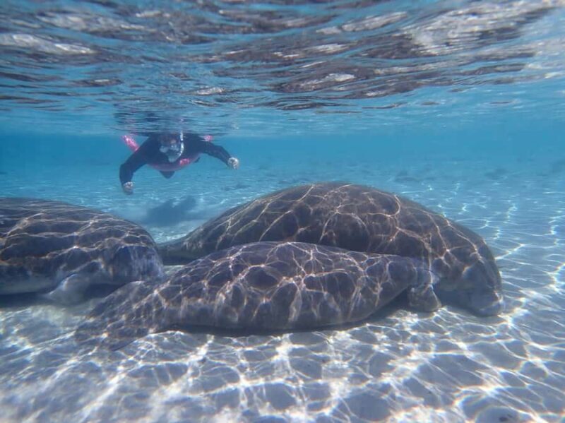 Crystal River: Guided Manatee Tour Heated Boat Free Photos - The Itinerary in Detail