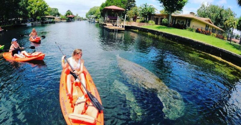 Crystal River: Kayak Rental - Crystal River: Kayak Rental — A Deep Dive into Florida’s Natural Beauty