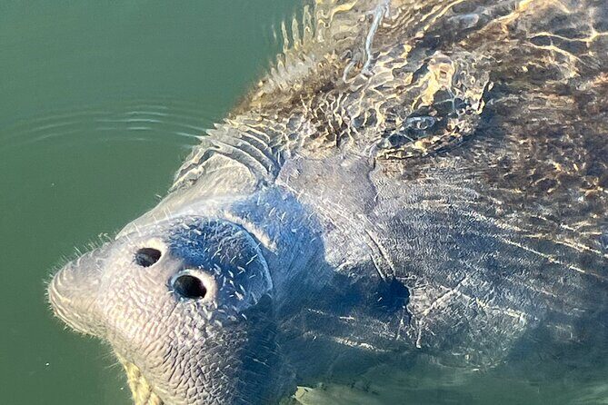 Crystal River: Kings Bay Eco/Sunset Tour - Who Should Consider This Tour?