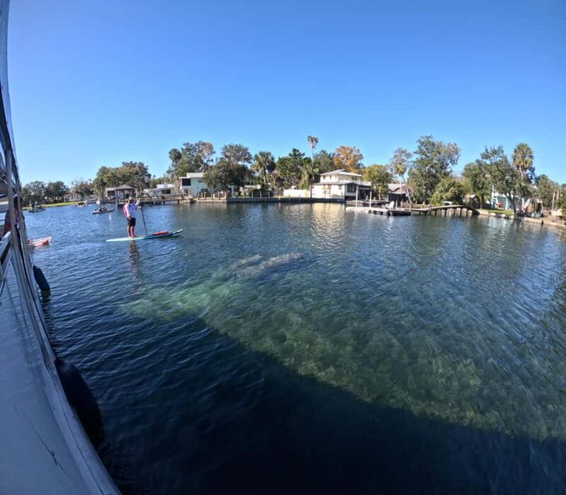 Crystal River: Kings Bay Manatee Watching Cruise - A Closer Look at the Experience