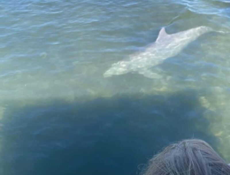 Crystal River: Kings Bay Manatee Watching Cruise - FAQ