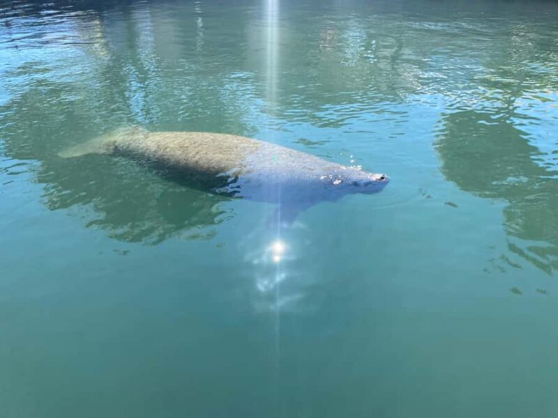 Crystal River: Manatee Eco-Tour Boat Ride - An Inside Look at the Tour Experience