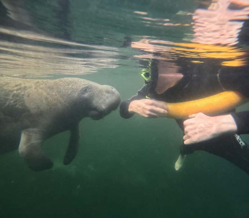 Crystal River: Manatee In-Water Snorkel Tour - Key Points