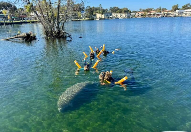 Crystal River: Manatee In-Water Snorkel Tour - What to Expect from the Experience