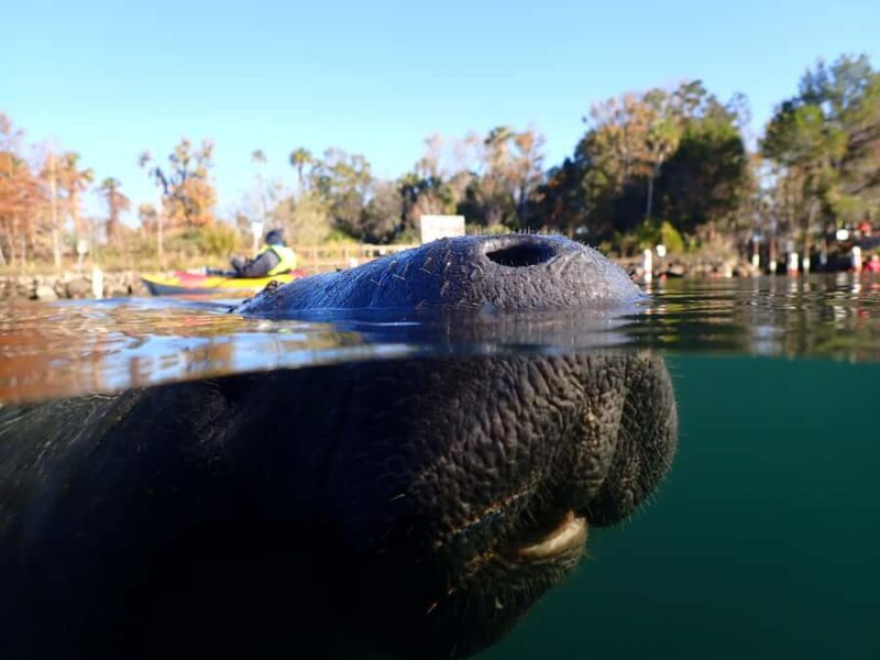 Crystal River: Manatee In-Water Snorkel Tour - The Sum Up