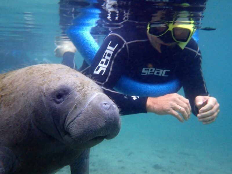 Crystal River: Manatee Snorkel Tour w/ In-Water Photographer - The Sum Up