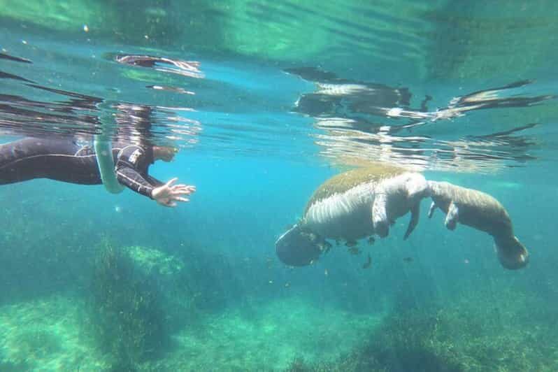 Crystal River: Manatee Snorkel with In-Water Guide - Crystal River: Manatee Snorkel with In-Water Guide — An Honest Review