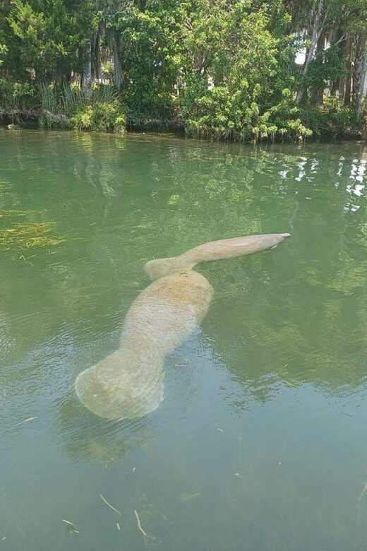 Crystal River: Manatee Snorkel with In-Water Guide - Key Points