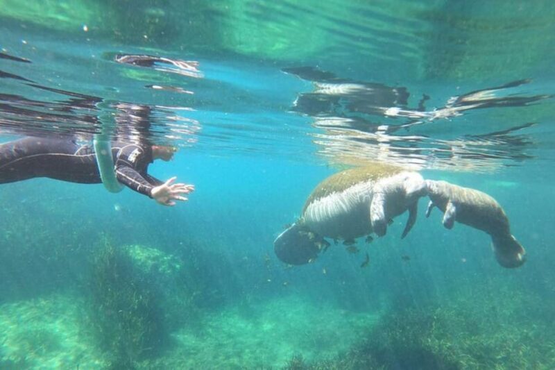 Crystal River: Manatee Snorkel with In-Water Guide - What Makes This Tour Special?
