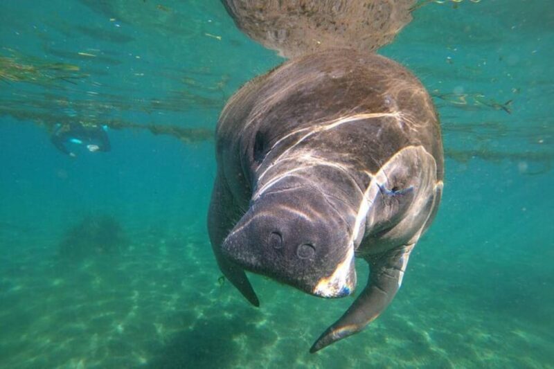 Crystal River: Manatee Snorkel with In-Water Guide - The Value of the Experience