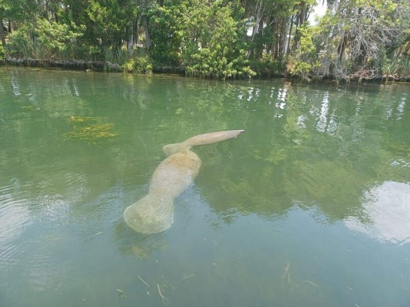 Crystal River: Manatee Snorkel with In-Water Guide - The Sum Up