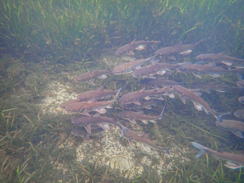 Crystal River: Manatee Swim Group Tour - FAQ