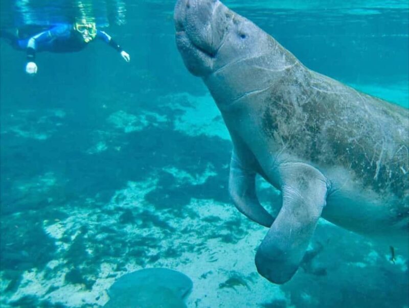 Crystal River: Manatee Swim Small Group, VIP or Private Tour - The Sum Up