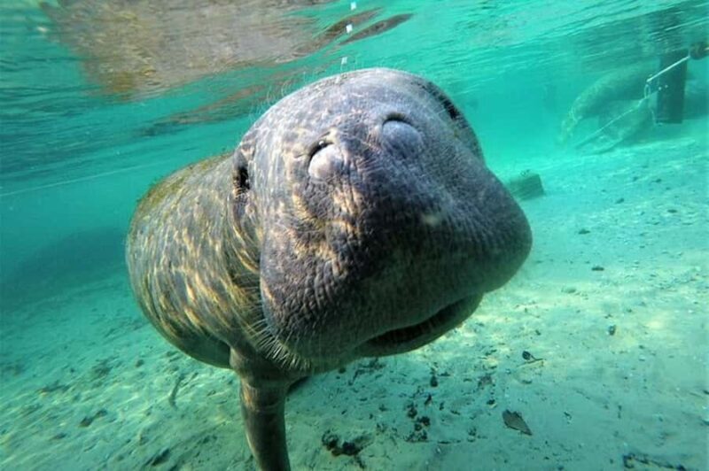 Crystal River: Manatee Swim Tour - What Makes This Tour Stand Out